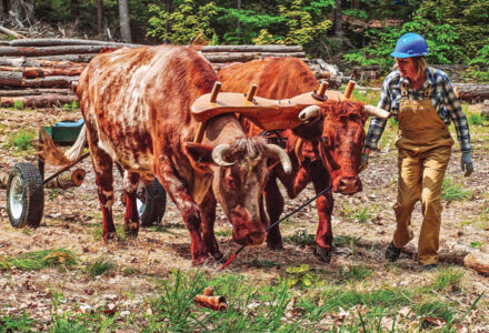 working oxen